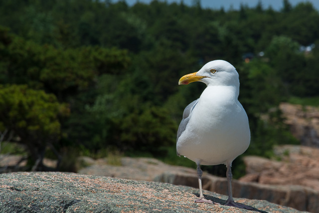 Acadia